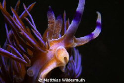A very common Nudibranch in Sydney and usually crawling. ... by Matthias Wildermuth 